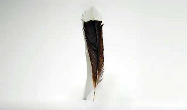 single feather from an extinct huia bird