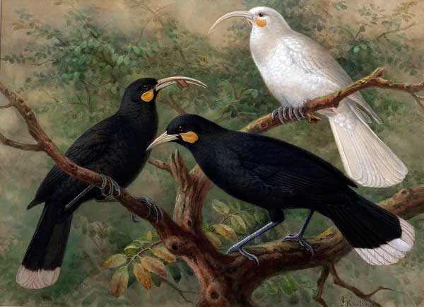 Three huia birds