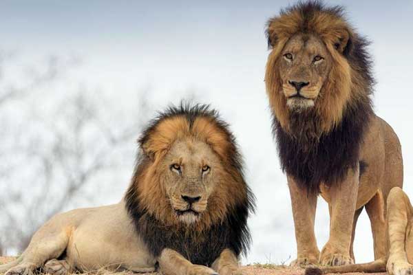African Lion's