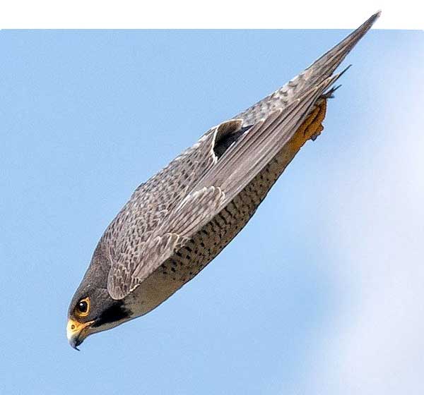 Peregrine falcon during a diving flight