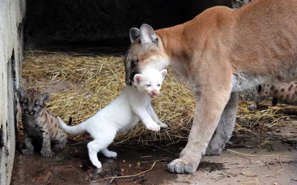 Rare Albino Puma Cub