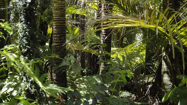 Deforestation in the Amazon forest