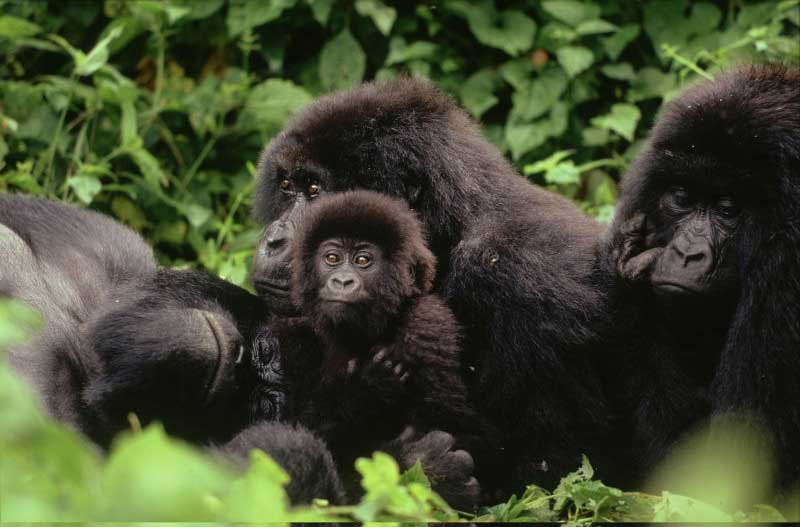 Mountain gorilla family