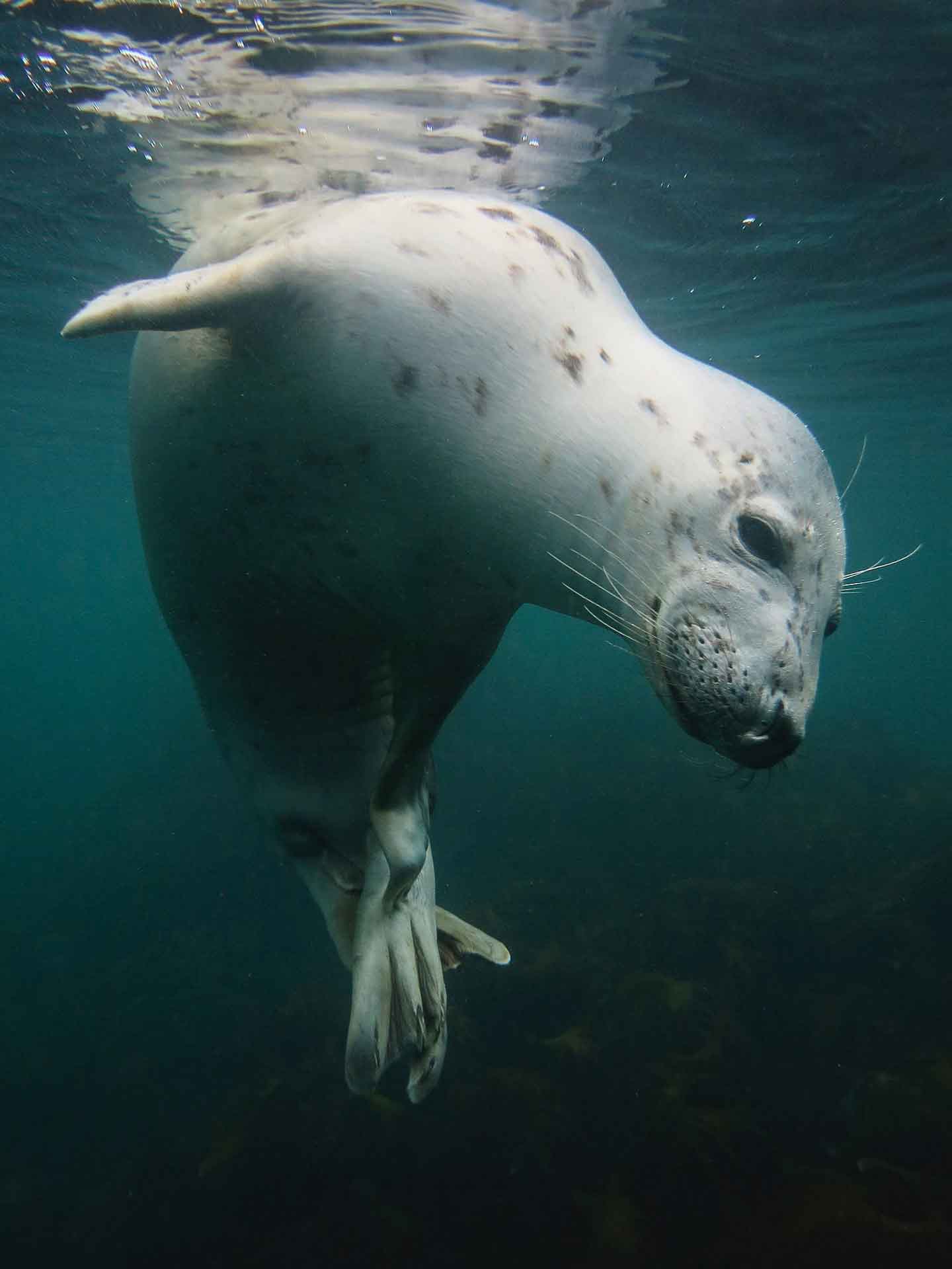 Vicky Paynter (UK) - The Farne Islands, UK