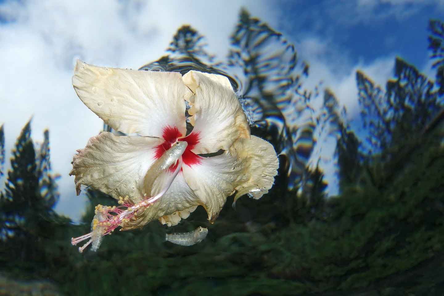 Jack Berthomier (New Caledonia) - Ouemo Bay, New Caledonia