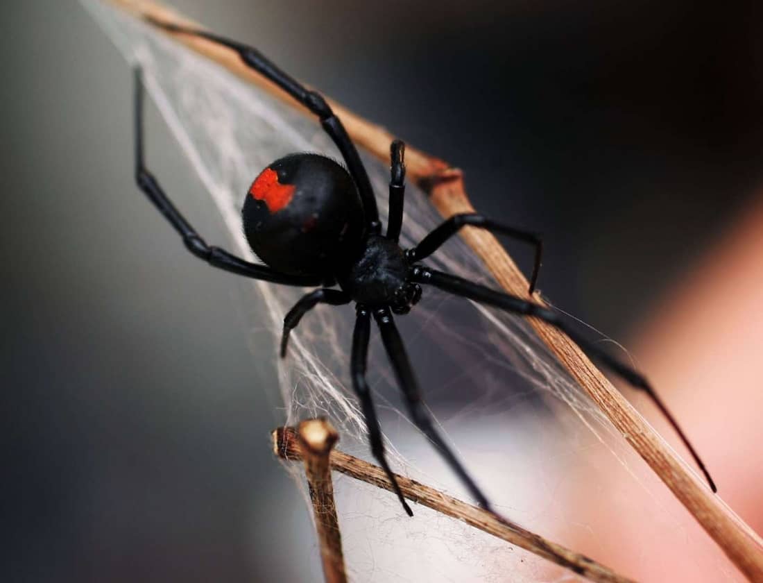 Redback spider