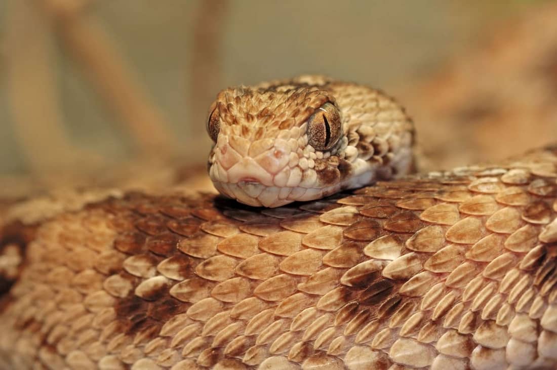 Carpet viper