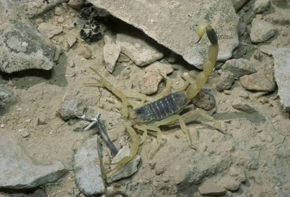 Deathstalker scorpion