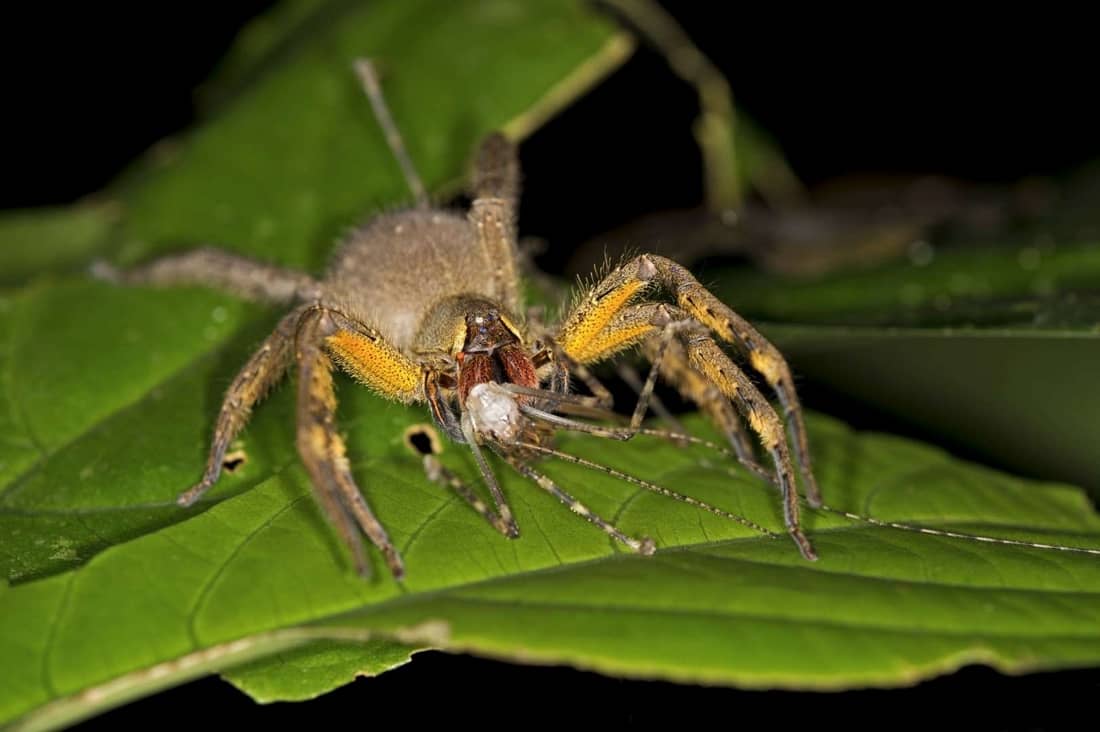 Brazilian wandering spider