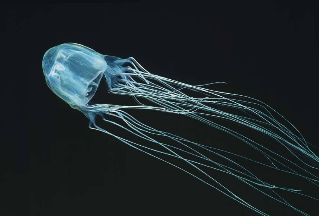 Box jellyfish