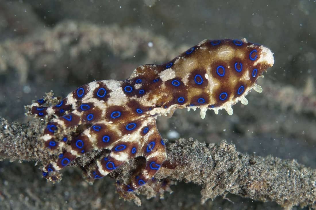 Blue-ringed octopus