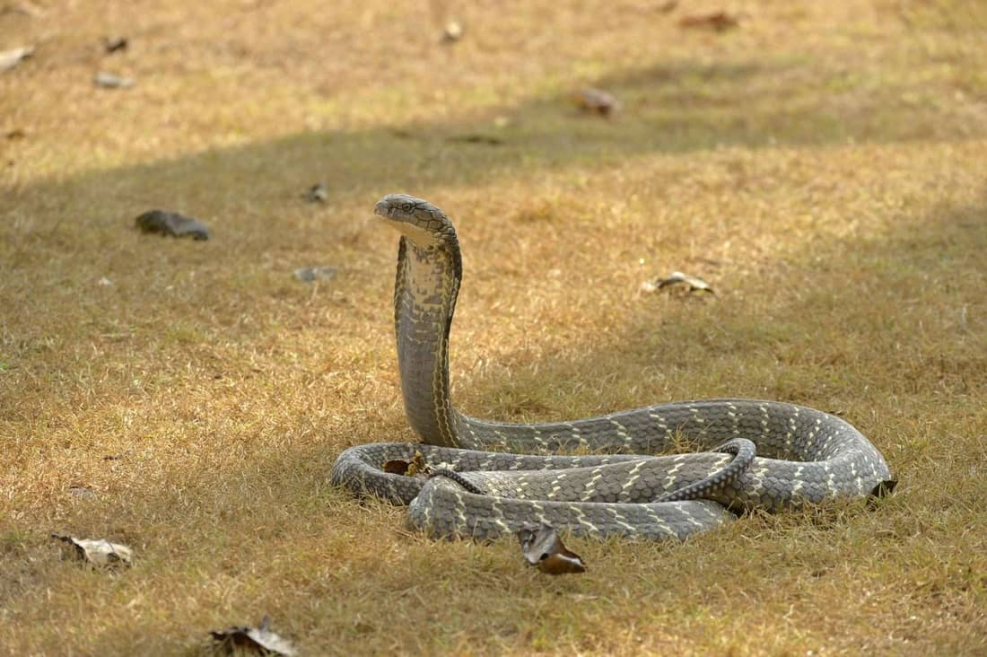 King cobra