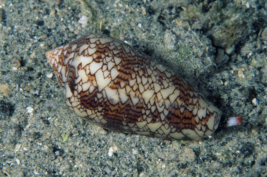 Cone snail