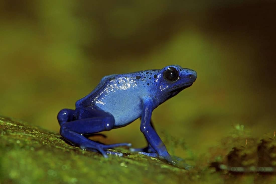 Poison dart frog