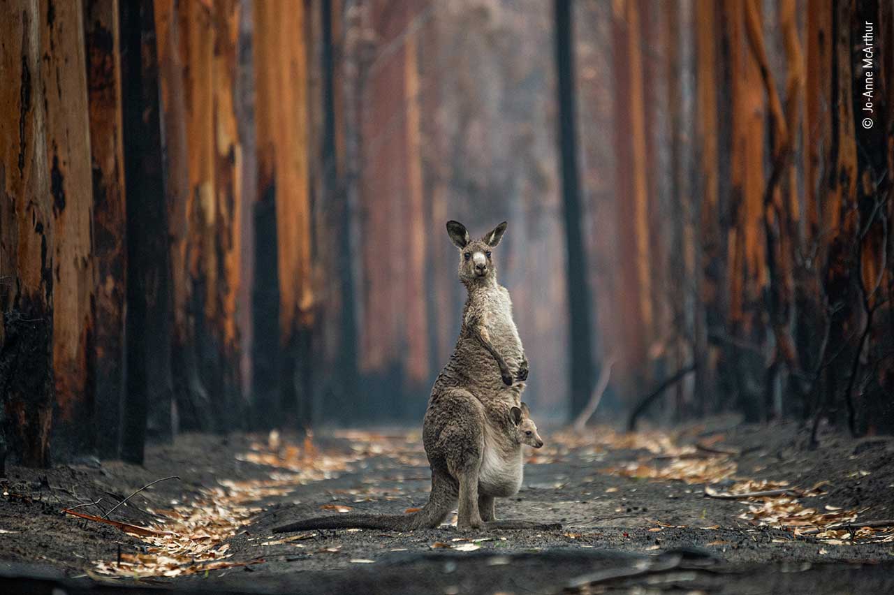 Hope in a Burned Plantation