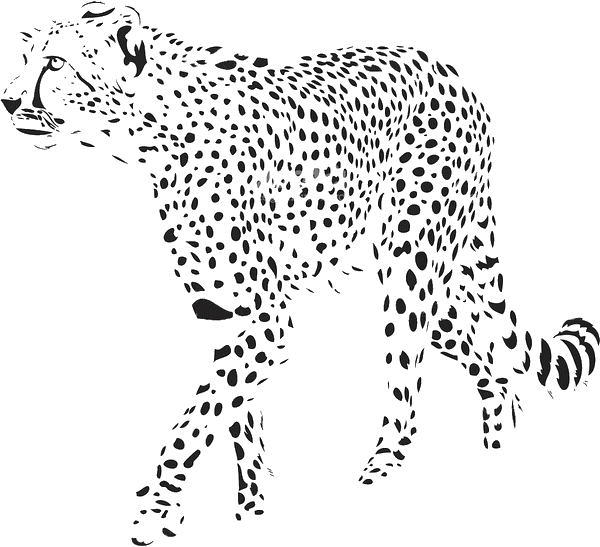 Cheetah