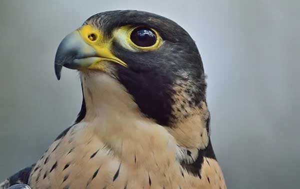 Peregrine falcon