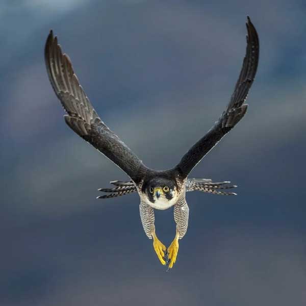 Peregrine Falcon